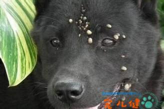 严重的蜱虫