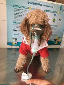 严重的上呼吸道感染做雾化
