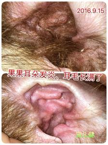 狗狗中耳炎