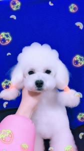 创意造型